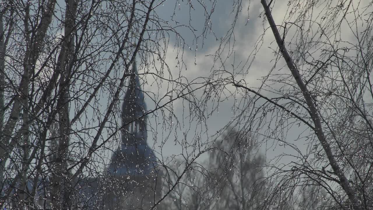 gotas en ramas de abedul, en el fondo se ve una iglesia detrás de las ramas