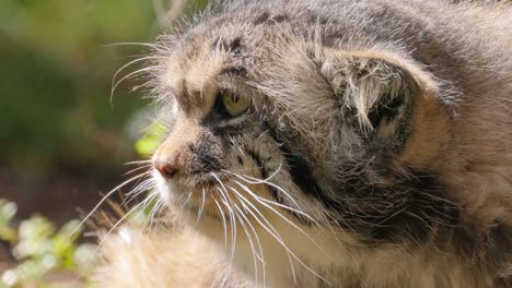 el gato de pallas (otokolobus manul), también conocido como el manul, es un pequeño gato salvaje con pelaje gris claro largo y denso, y orejas redondeadas colocadas abajo en los lados de la cabeza.
