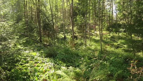 Wald-Mit-Sonnenstrahlen,-Die-Durch-Die-Bäume-Dringen