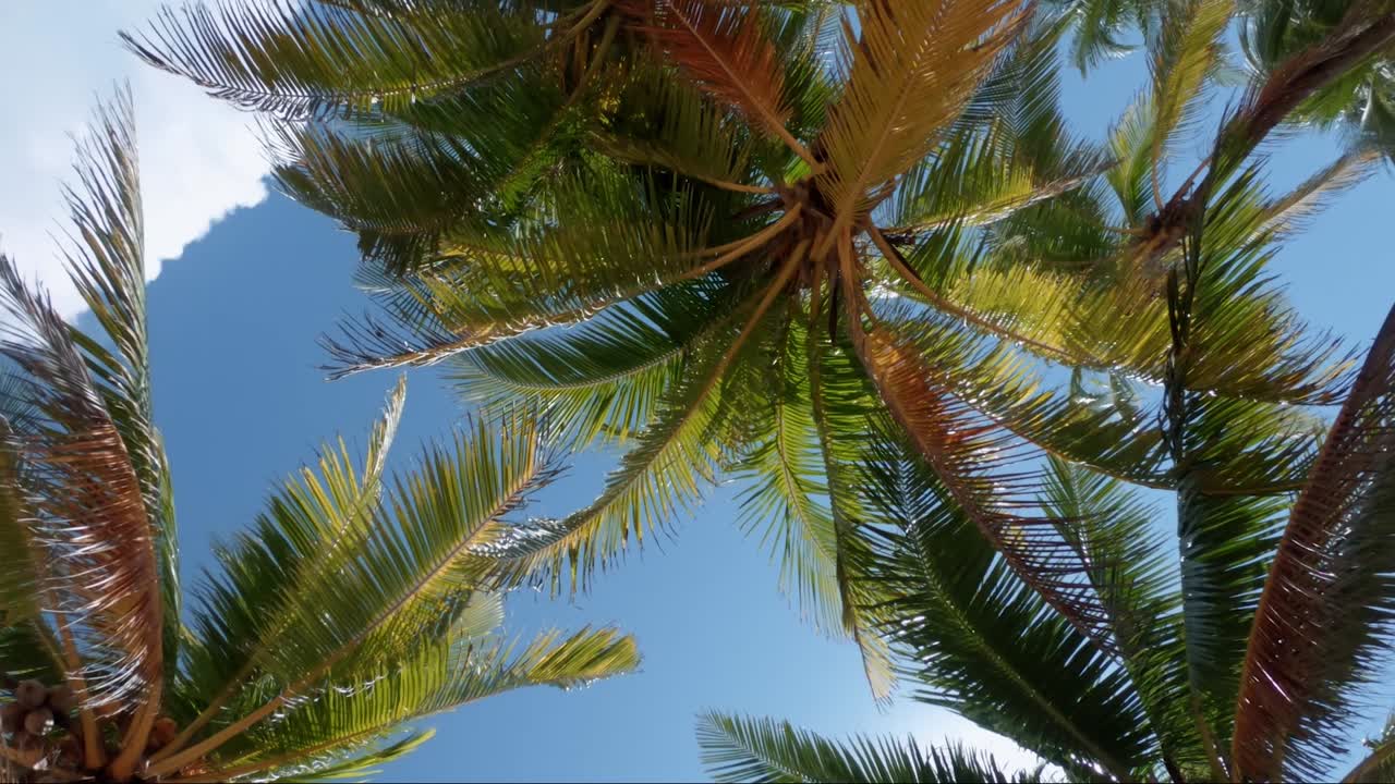Looking up at tropical coconut palm trees from below with their leaves blowing in the wind and a bright blue summer sky behind them in Mexico near Cancun on the beach Playa del Carmen on vacation