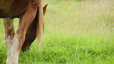 close up of a brown horse eating grass