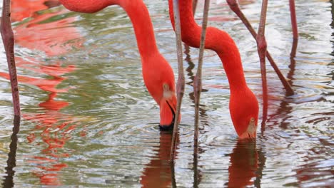 Los-Flamencos-O-Flamencos-Son-Un-Tipo-De-Ave-Zancuda-De-La-Familia-Phoenicopteridae,-La-única-Familia-De-Aves-Del-Orden-Phoenicopteriformes.