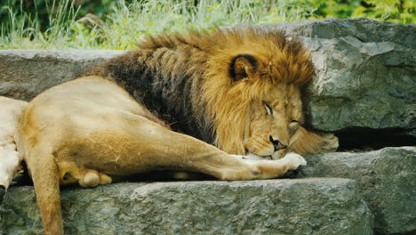 Löwe-Mit-Schöner-Mähne-Ruht-Auf-Den-Steinen