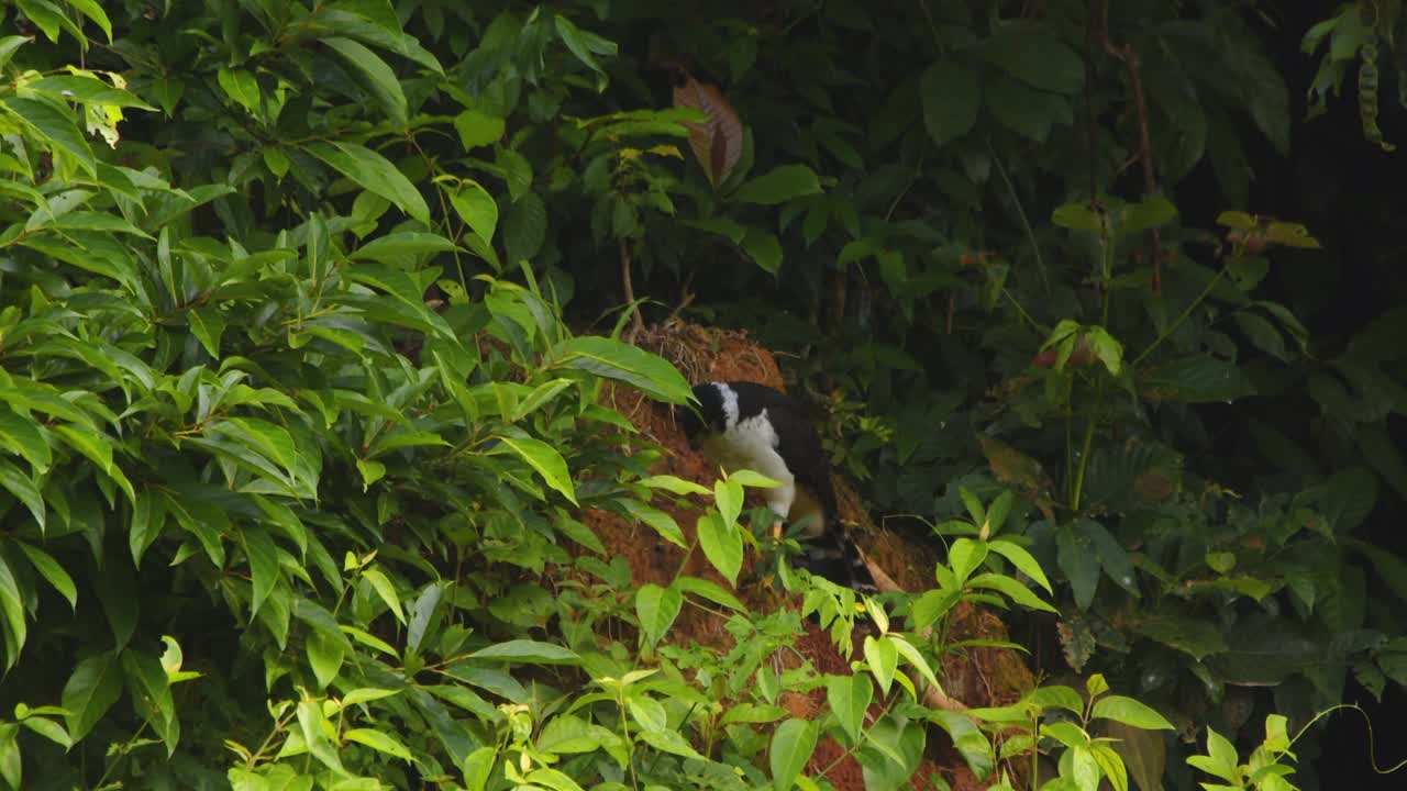 Elusive Collared Forest Falcon perches amid dense foliage in Peru’s tropical rainforest, concealed.
