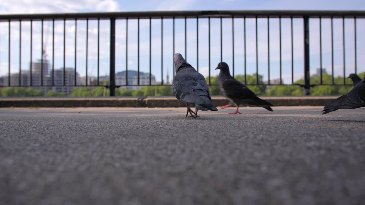 Friendly Pigeons in London tourist area