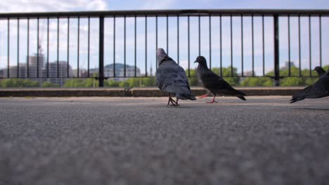 friendly pigeons in london tourist area