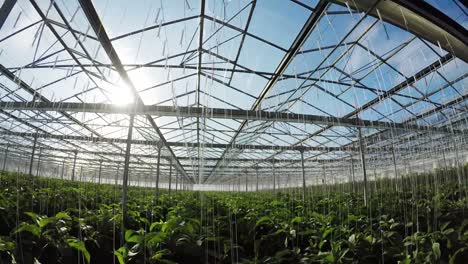 row of green plants in greenhouse 4k