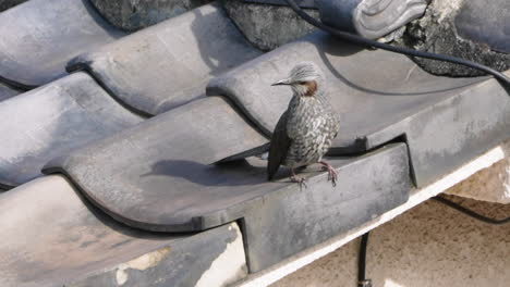 un primer plano de un bulbul de orejas marrones volando desde el borde de un tejado japonés en tokio, japón