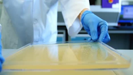 scientist holding a tray in laboratory 4k