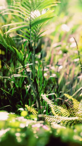 green lush plants