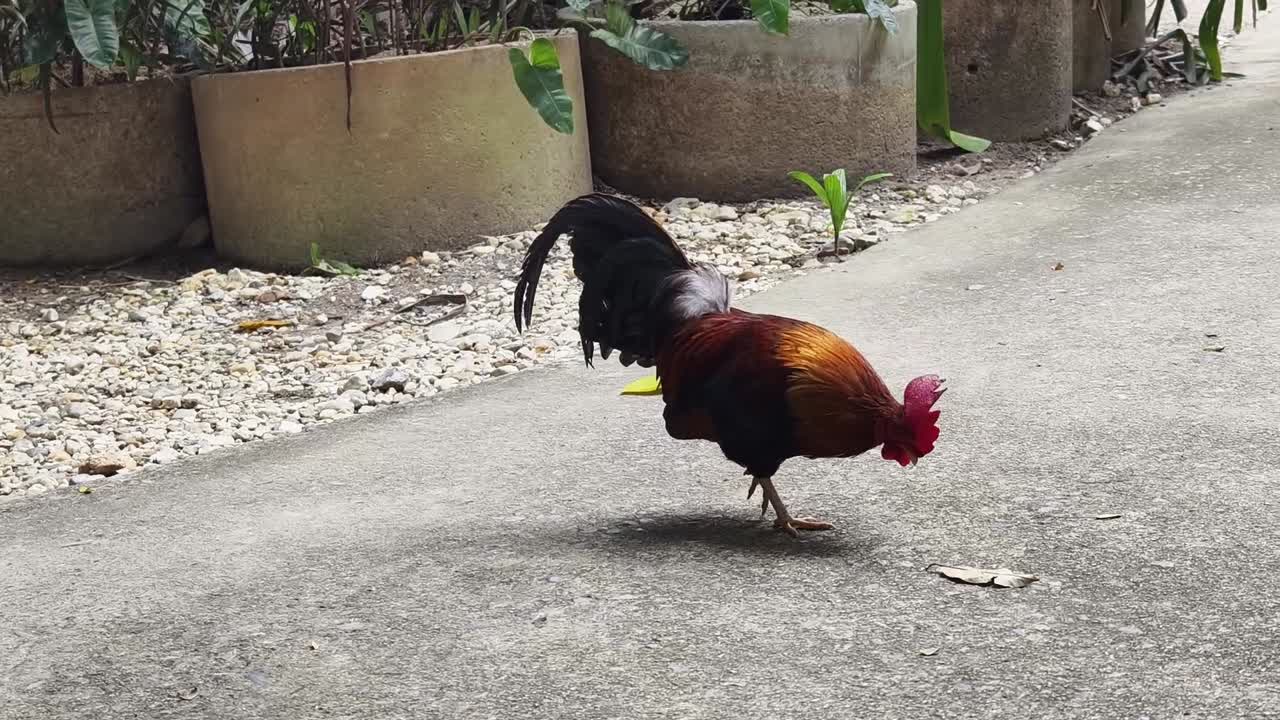 gallo en un jardín