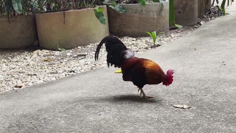 rooster in a garden