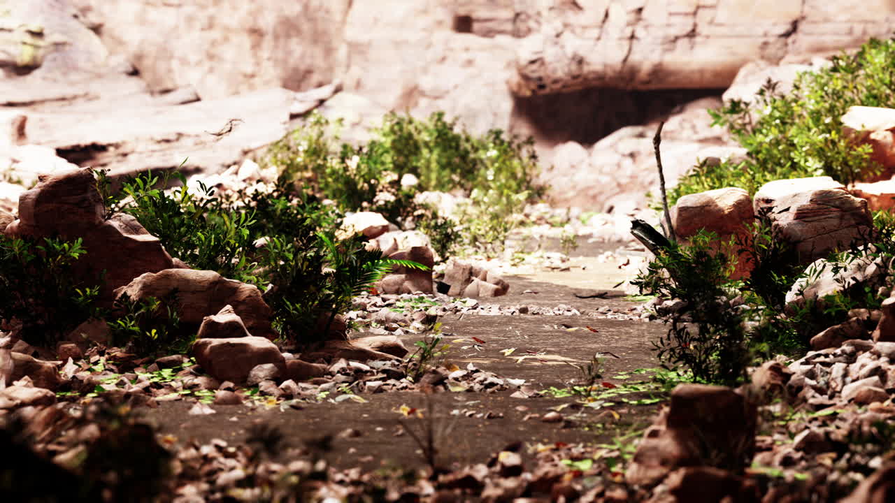 하와이 의 열대 우림 에서 큰 동굴 으로 이어지는 길