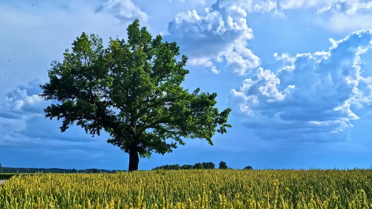 Albero verde in un campo di grano sotto un cielo blu vibrante con nuvole estive.