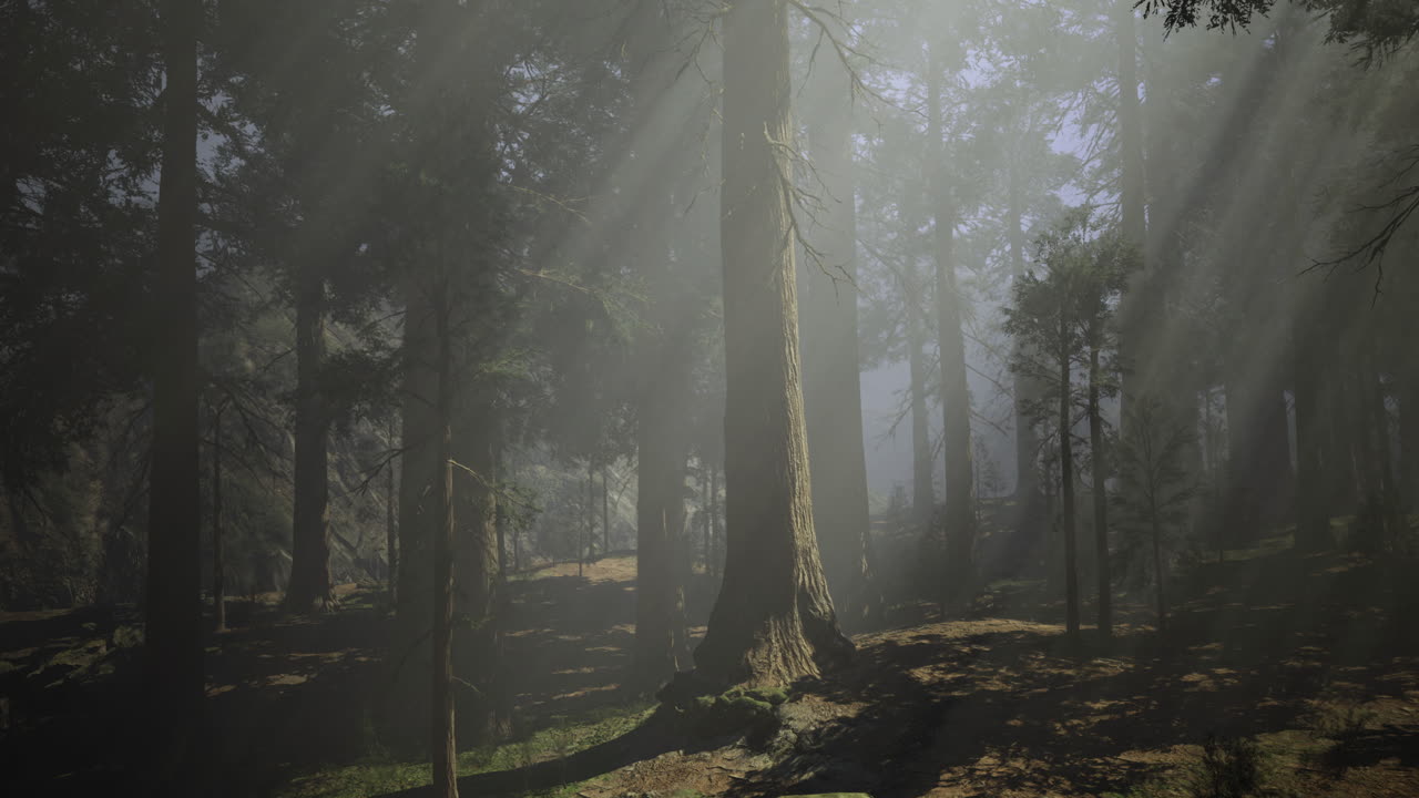 Sunlight filters through trees in a misty forest during early morning hours