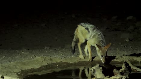 a black backed jackal prowls around a watering hole at night in the south african savannah