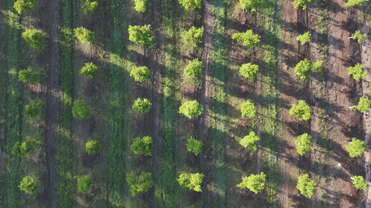 Aerial View of a Tree Plantation