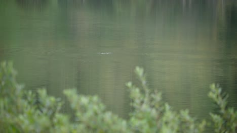 Ducks-getting-out-of-water,-small-lake,-pond-travelling-right