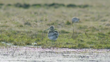 a few curlew birds resting near water puddle flooded wetland during migration