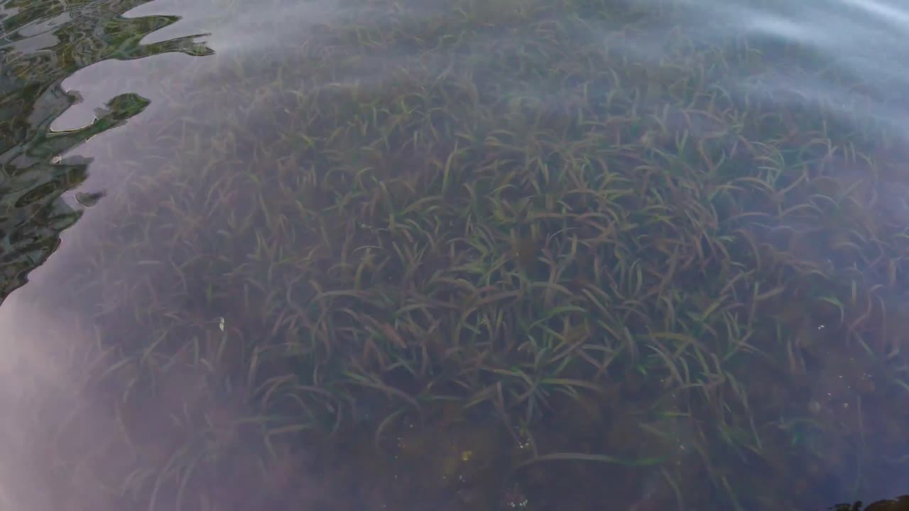 석호의 작은 파도 아래 조류