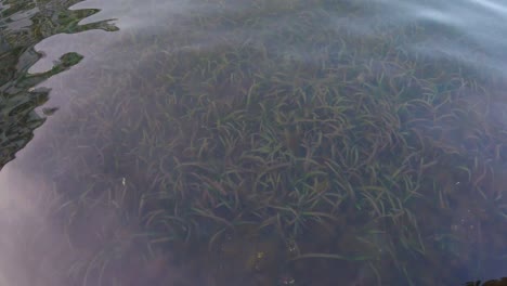 Algae-below-small-waves-in-a-lagoon