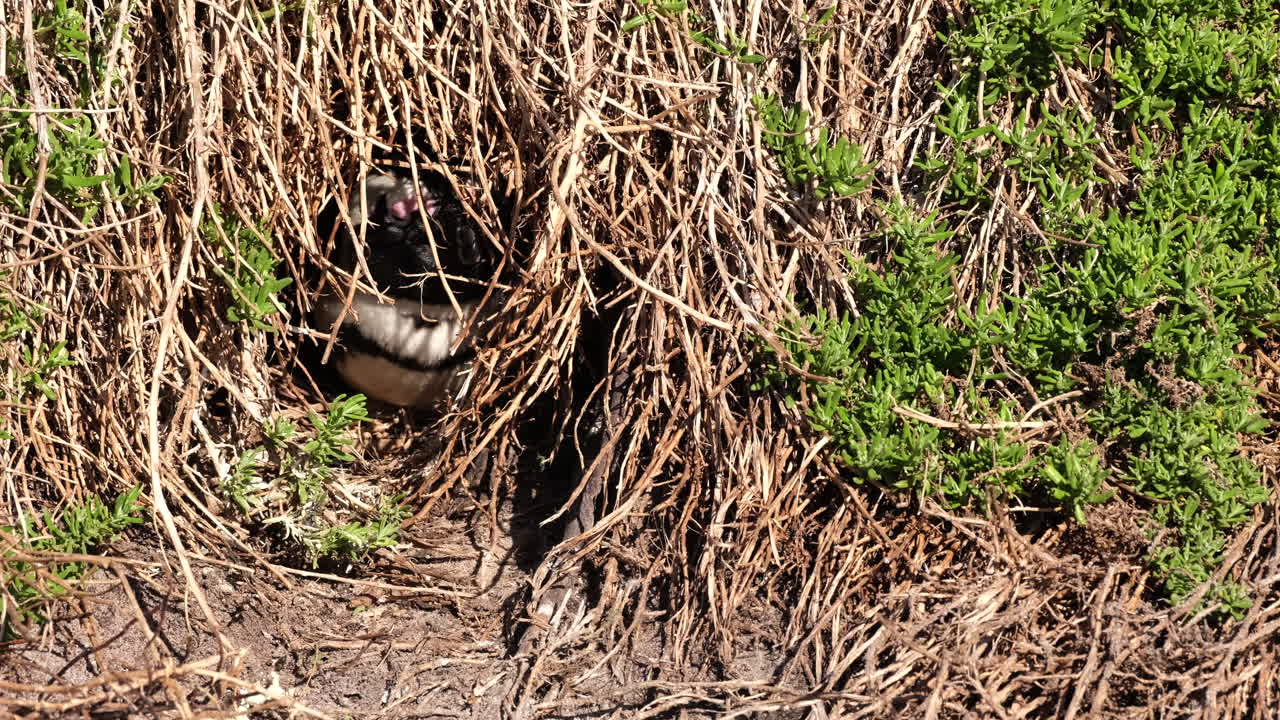 African Cape Penguin sits on guard at entrance to nest among coastal vegetation
