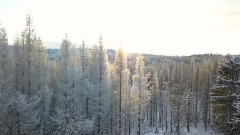 Panorama-Aéreo-Alrededor-De-Las-Copas-De-Los-Pinos-Cubiertos-De-Nieve-Durante-La-Puesta-De-Sol-En-El-Bosque-De-Invierno-Alemán