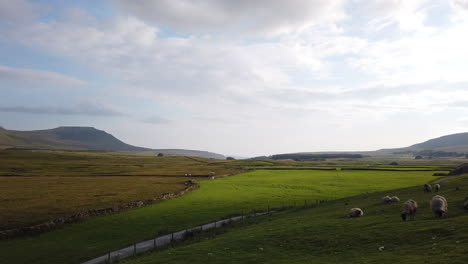 Panning-Shot-of-Sheep-Resting-in-a-Field-in-the-Yorkshire-Dales-National-Park-with-Ingleborough-Mountain-in-the-Background-in-Slow-Motion