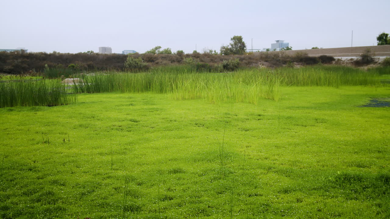 A grassy wetland landscape