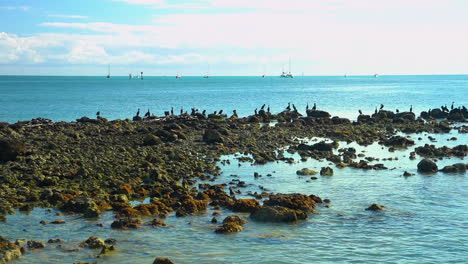 Cormorants-and-ocean-birds-sit-on-rocks-with-sailboats-in-the-background,-Florida-Keys