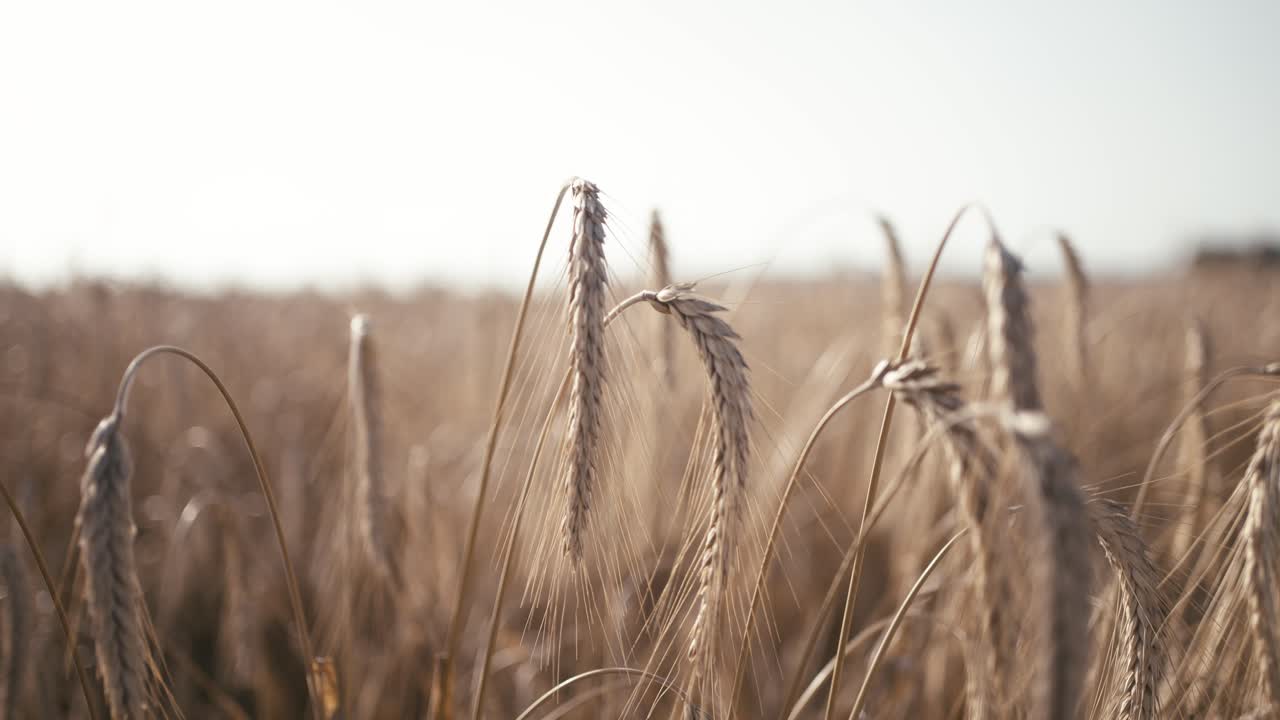 Close-Up of Wheat Ears and Stalks Swaying in the Summer Breeze
