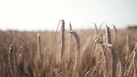 primer plano de las espigas de trigo y los tallos balanceándose en la brisa de verano