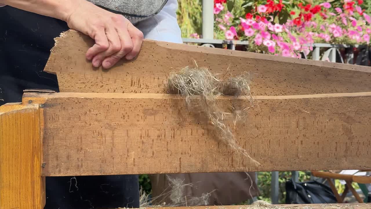 Traditional way of manufacturing of flax fabric. Woman is breaking flax fiber on flax brake.