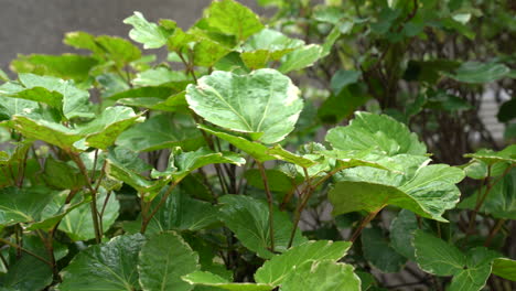 windblown bush leaves in the city center - close-up shot