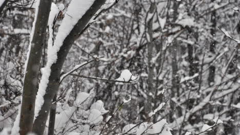 Lapso-De-Tiempo-De-Nieve-Cayendo-Sobre-Ramas-De-árboles-Desnudos-En-Los-Alpes-Franceses