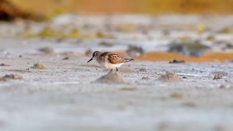 wildlife footage of a little stint feeding on a tidal flat at sunrise in a scenic norwegian fjord. beautiful golden hour light and cinematic mood