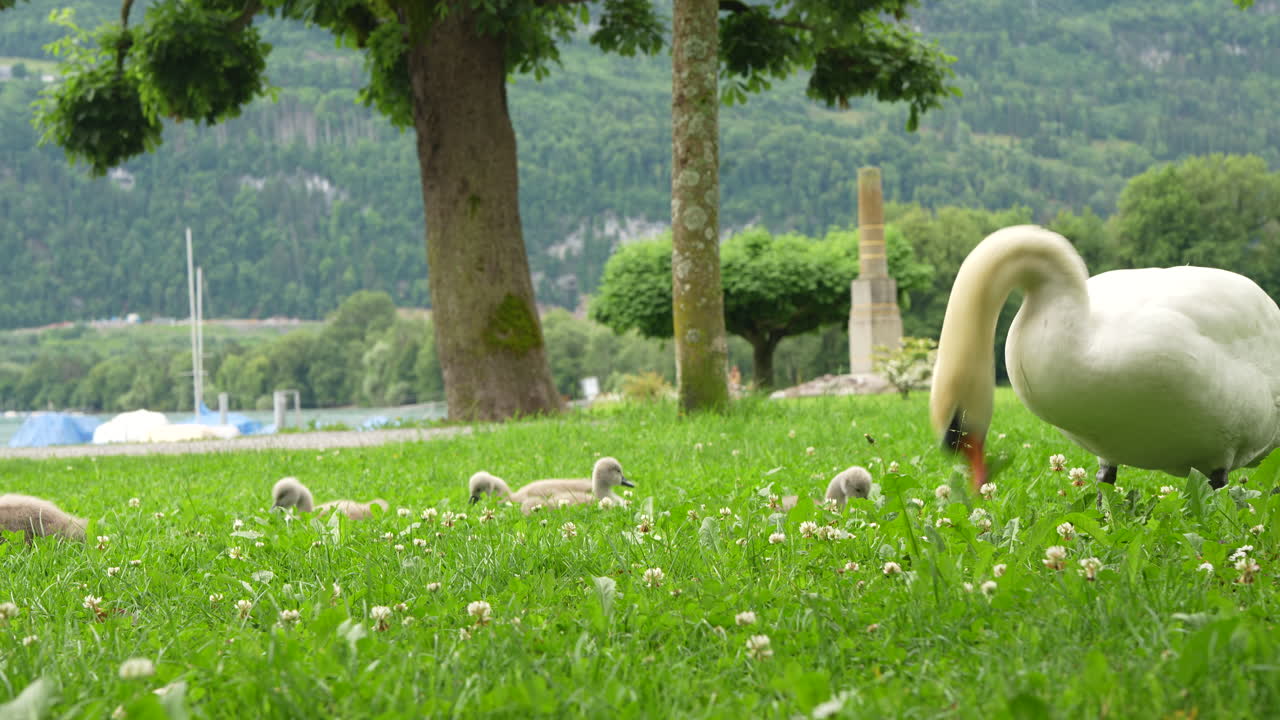 Time-lapse of a swan and cygnets moving across a green field near a lake and mountains