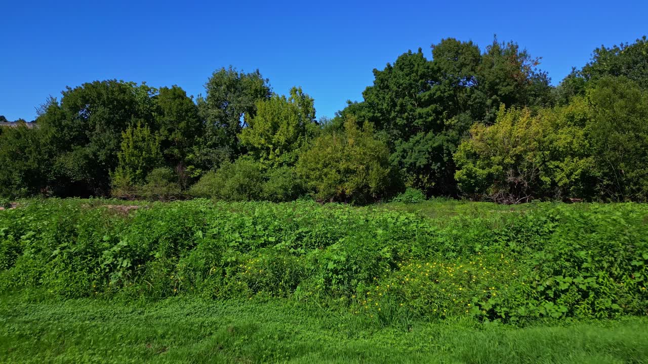 Low-altitude drone fly near a green trees and bushes on an open field in sunny summer day
