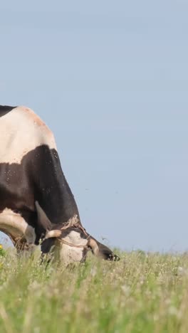 cows on pasture calf and a dairy cow eating green grass domestic animals on a meadow cows on pasture calf and a dairy cow eating green grass domestic animals on a meadow young black and white calf walking on pasture in spring