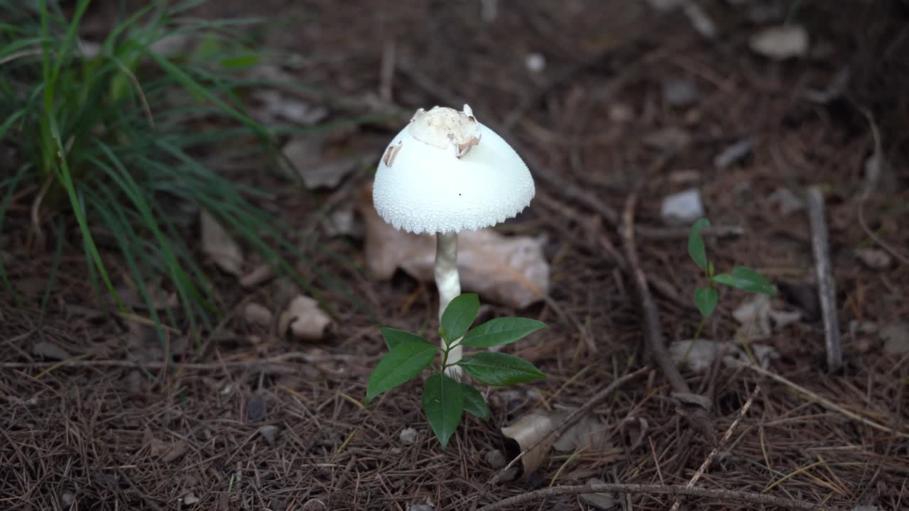 A White Mushroom on the Ground