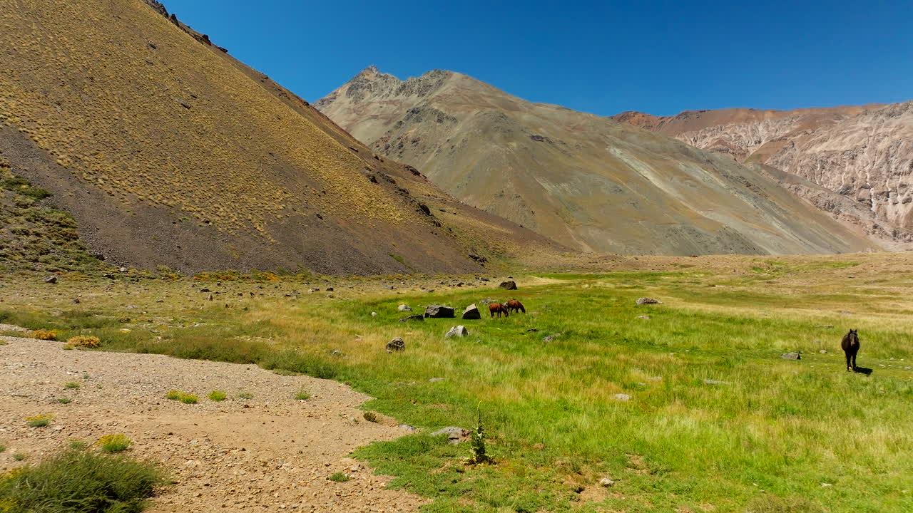Wild horses roam a high Andean valley in Cajon del Maipo, Chile, under clear skies, forward aerial