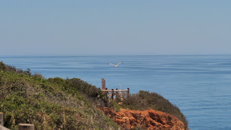 gran ave gaviota volando a lo largo de las cuevas costeras del océano atlántico