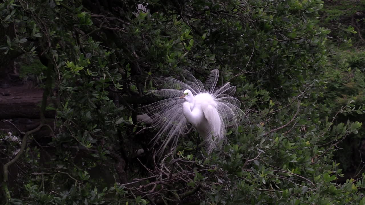 중대 백로 수컷은 플로리다 에버글레이즈에서 짝짓기 행동을 보입니다.