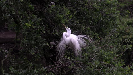 gran garceta macho muestra comportamiento de apareamiento en los everglades de florida