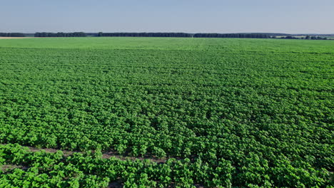 filas de jóvenes plantas de girasol verdes en el campo