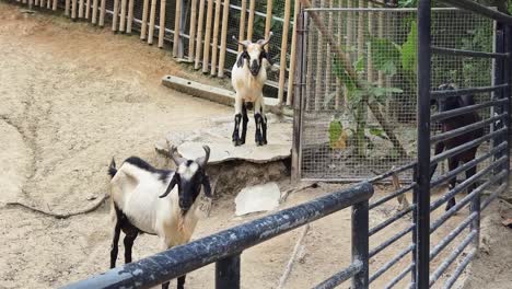 goats in a zoo enclosure