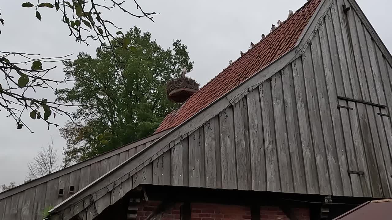 Stork Nest on a Barn Roof