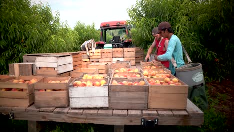 wide angle motion of men arranging peaches on a wagon