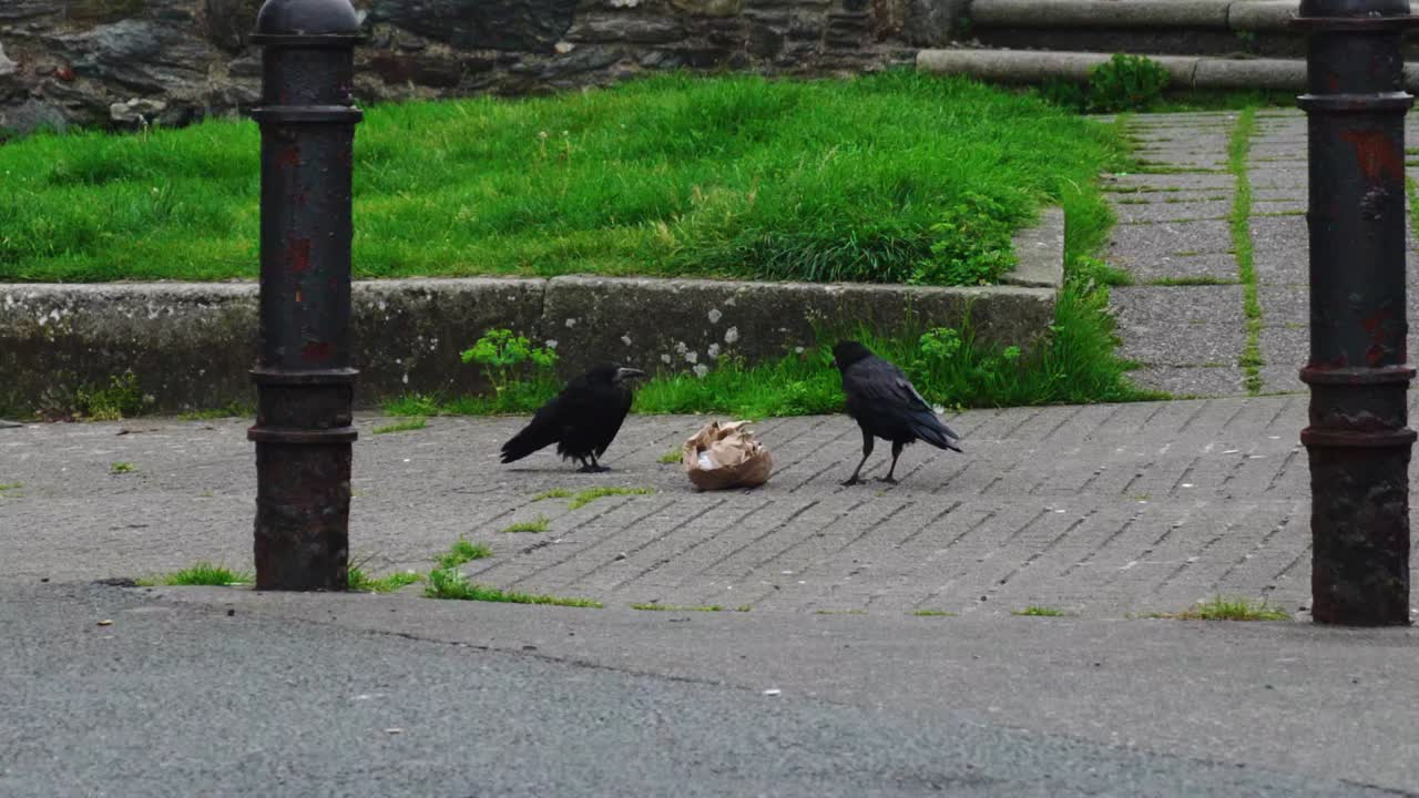 이른 아침에 쓰레기를 먹는 까마귀 떼