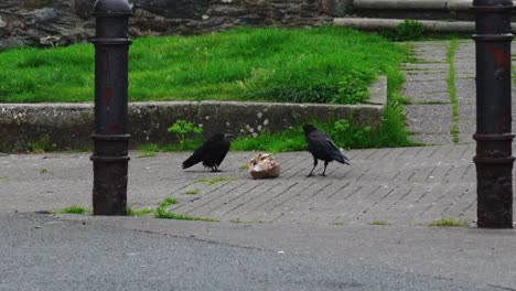 flock of crows eating litter in the early morning